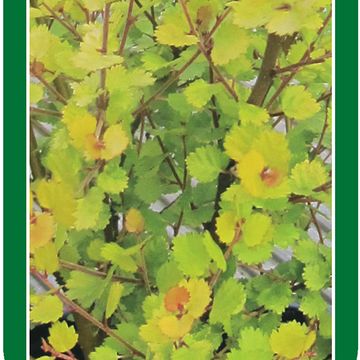 Betula nana 'Golden Treasure'
