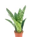 Sansevieria aubrytiana