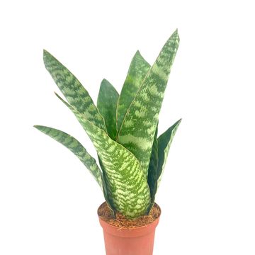 Sansevieria aubrytiana