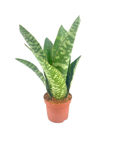 Sansevieria aubrytiana
