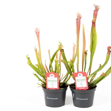 Sarracenia 'Stevensii'