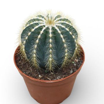 Notocactus magnificus