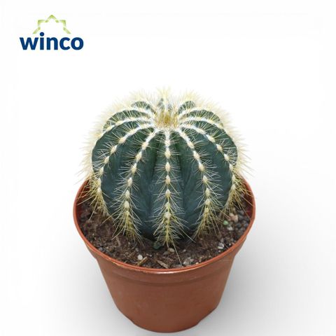 Notocactus magnificus