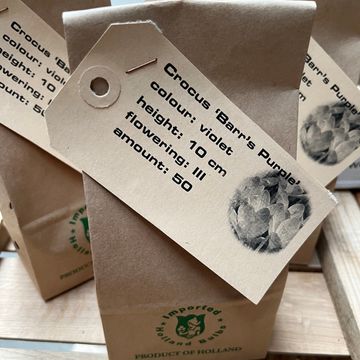 Crocus tommasinianus 'Barr's Purple'