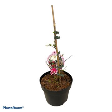 Viburnum plicatum KILIMANDJARO SUNRISE