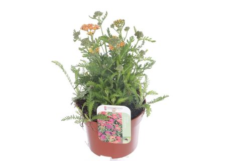 Achillea millefolium DESERT EVE YELLOW