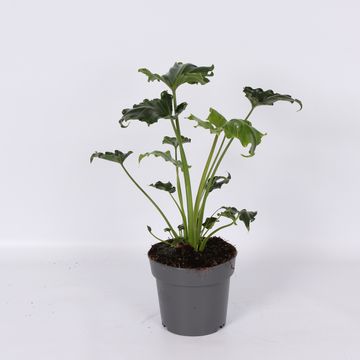 Philodendron 'Atlantis'