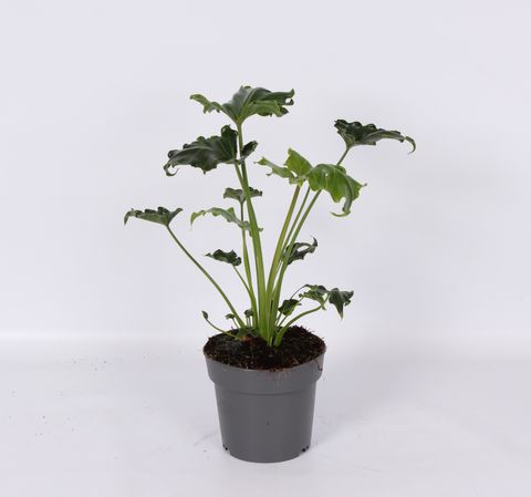 Philodendron 'Atlantis'