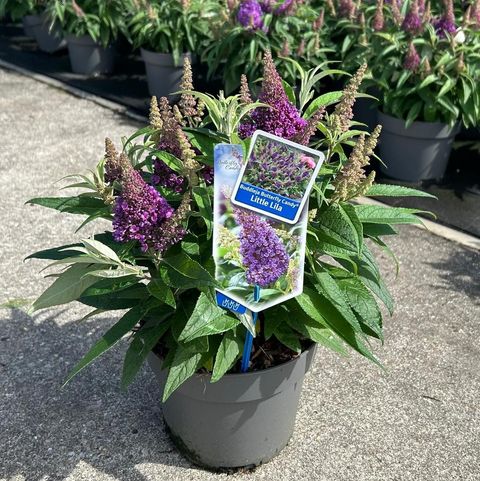 Buddleja davidii BUTTERFLY CANDY LITTLE LILA