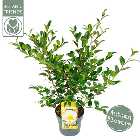 Camellia sasanqua 'White Premium'