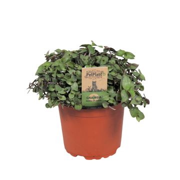 Callisia repens