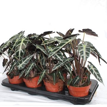 Alocasie BAMBINO ARROW