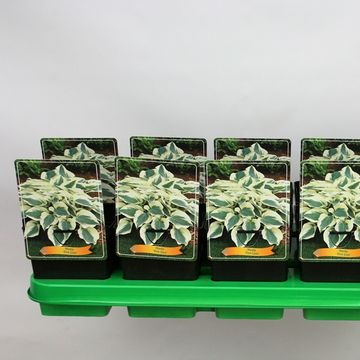 Hosta 'Firn Line'