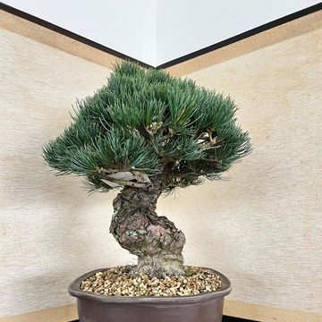 Pinus parviflora