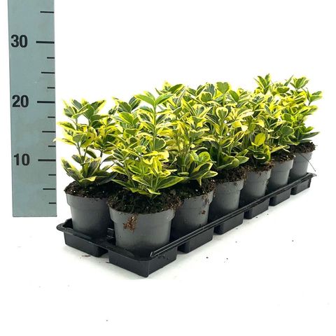 Euonymus japonicus MARIEKE