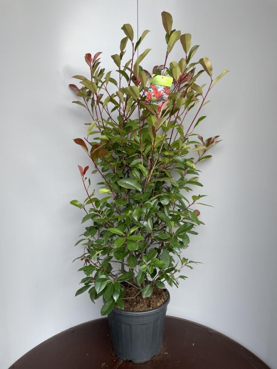 Photinia x fraseri 'Red Robin'  Plant Wholesale FlorAccess