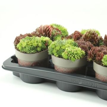 Sempervivum MIX IN POT