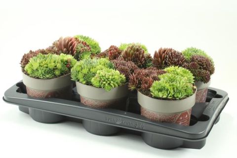 Sempervivum MIX IN POT