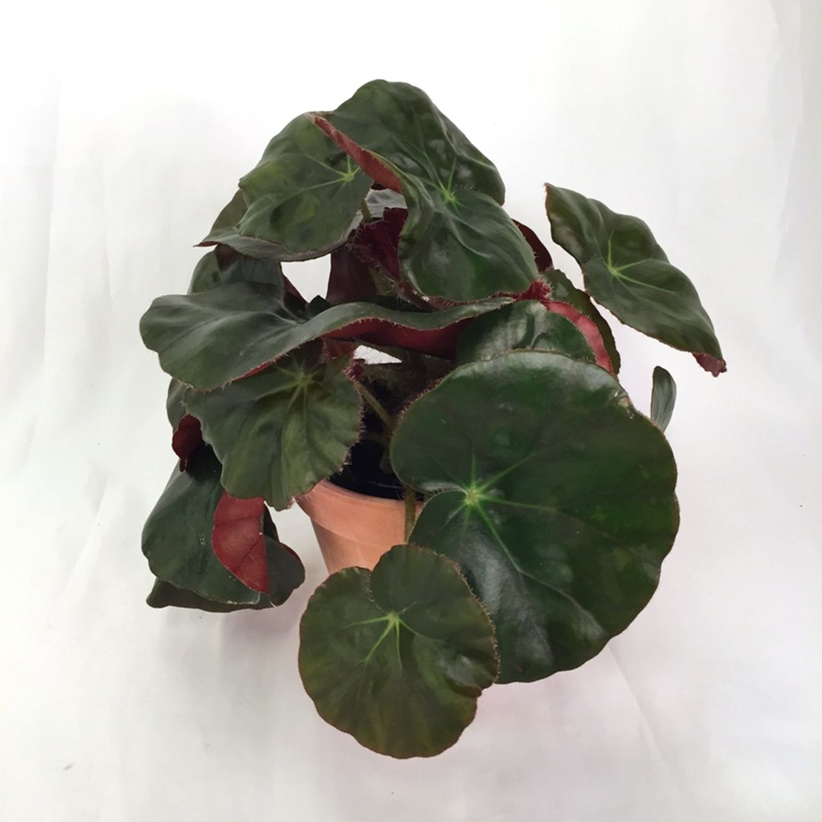 Begonia x erythrophylla — Vendita all'ingrosso piante FlorAccess