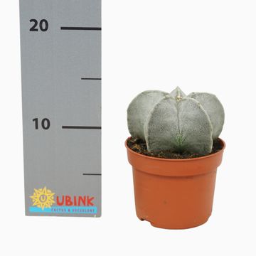 Astrophytum myriostigma