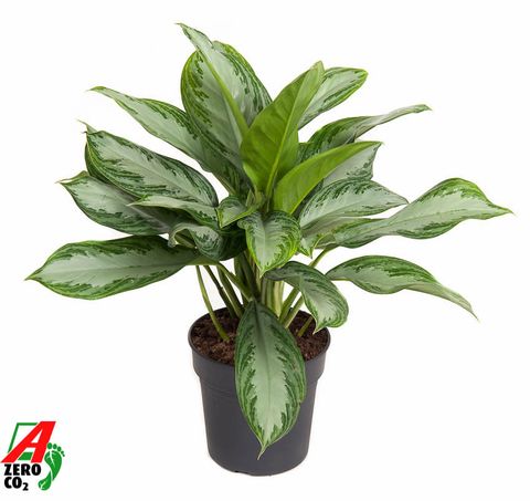 Aglaonema 'Silver Bay'