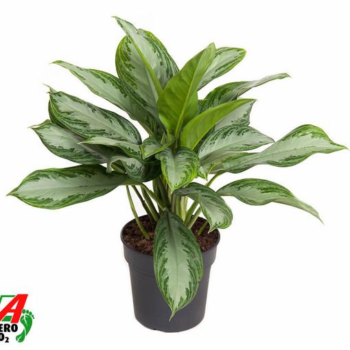 Aglaonema 'Silver Bay'