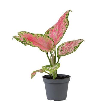Aglaonema 'Red Valentine'