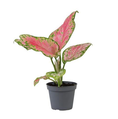 Aglaonema 'Red Valentine'