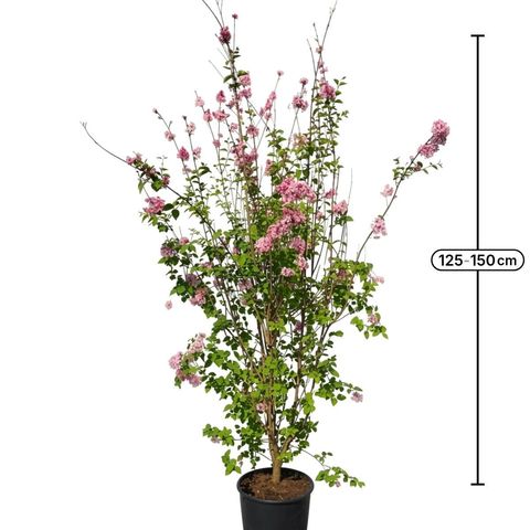 Syringa microphylla 'Superba'