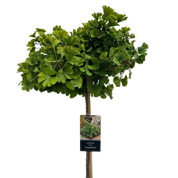 Ginkgo biloba 'Mariken'