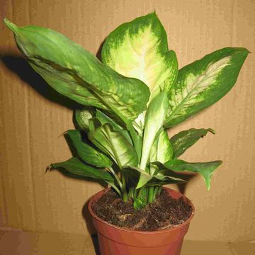 Dieffenbachia 'Amy'