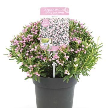 Andromeda polifolia 'Blue Ice'