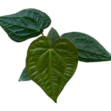 Anthurium magnificum x luxurians