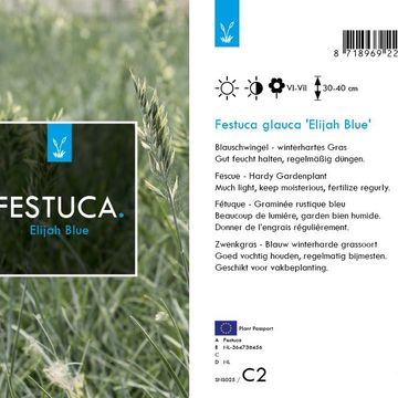 Festuca glauca 'Elijah Blue'