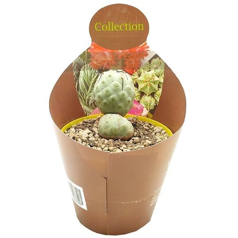 Tephrocactus geometricus