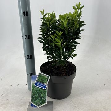 Euonymus japonicus 'Microphyllus'