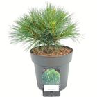 Pinus strobus 'Minima'