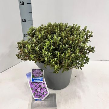 Rhododendron calostrotum keleticum