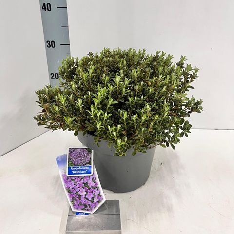 Rhododendron calostrotum keleticum