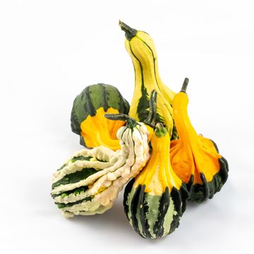 Cucurbita pepo INDIAN MIX