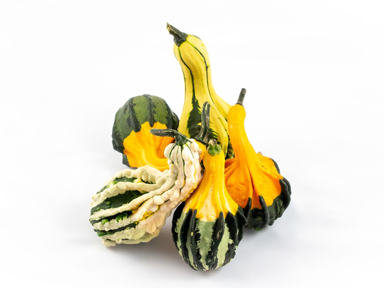 cucurbita-pepo-indian-mix-plant-wholesale-floraccess
