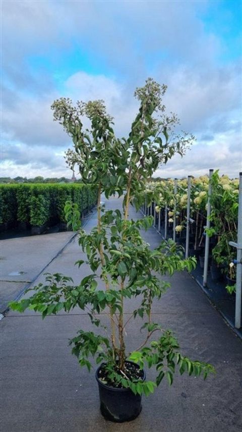 Heptacodium miconioides