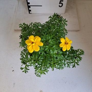Bidens ferulifolia YELLOW CHARM