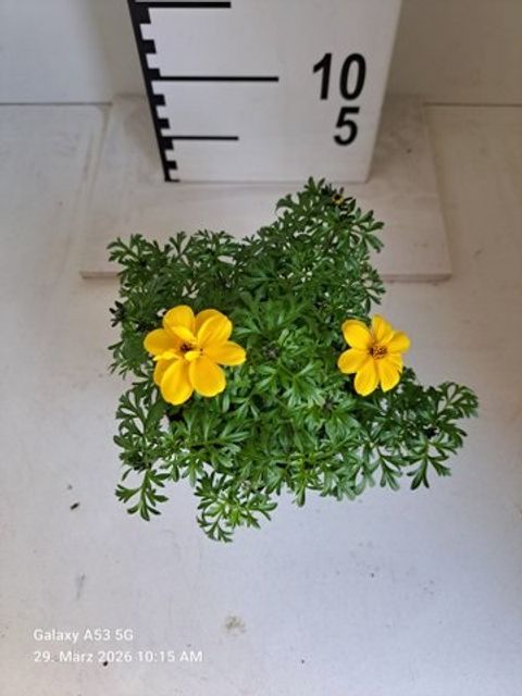 Bidens ferulifolia YELLOW CHARM