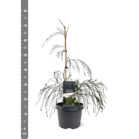 Chamaecyparis lawsoniana 'Drooping Solo'