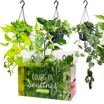 Epipremnum pinnatum MIX