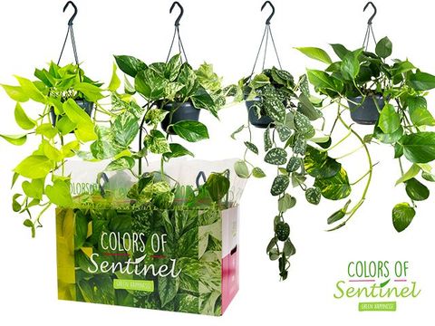 Epipremnum pinnatum MIX