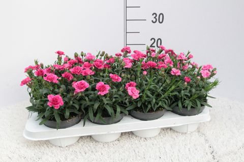 Dianthus OSCAR PURPLE WINGS