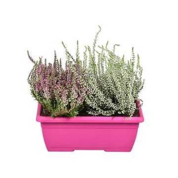 Calluna vulgaris MIX IN POT