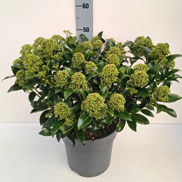 Skimmia japonica 'Fragrant Cloud'